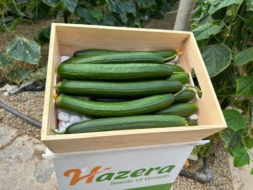 ZiMMan, el pepino de primavera y temprano de Hazera España.