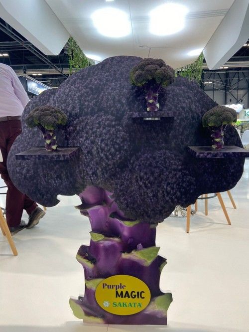 Purple Magic, el brócoli púrpura de Sakata.