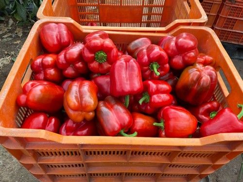 Las variedades están recomendadas para almacenes, cooperativas o alhóndigas.