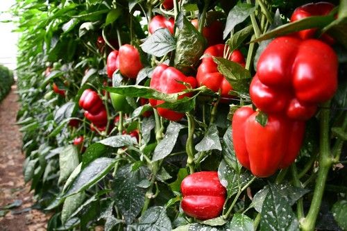 Los California rojo de Vilmorin-Mikado cuentan con ausencia de cracking en los meses de invierno.
