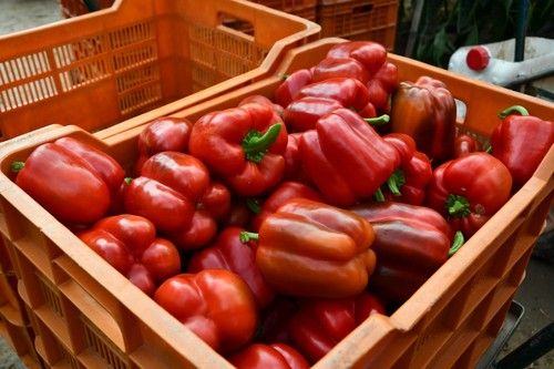 Destaca la alta producción de los California rojo de Vilmorin-Mikado