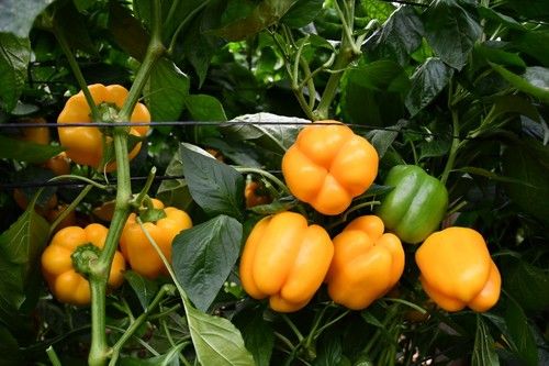 Kioto tiene frutos cuadrados, de cuatro cascos y de calibre G-GG.