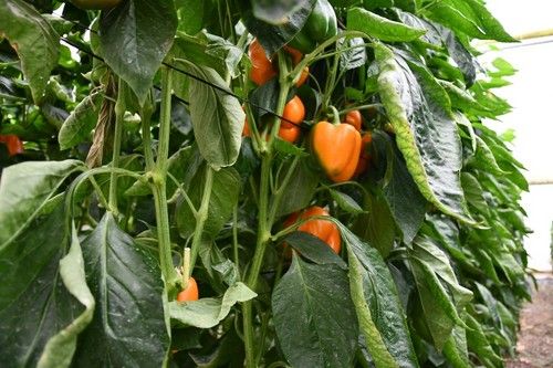 El catálogo de California naranja en Syngenta va en crecimiento