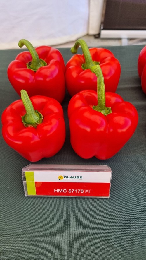 HMC 57178 tiene frutos homogéneos de calibre GG