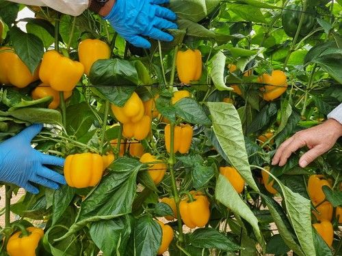 HMC 57203 es para plantaciones medias y presenta frutos de calibre GG