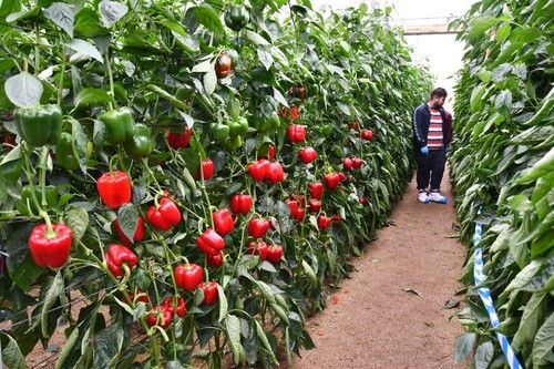 Alta producción de las variedades de Syngenta.