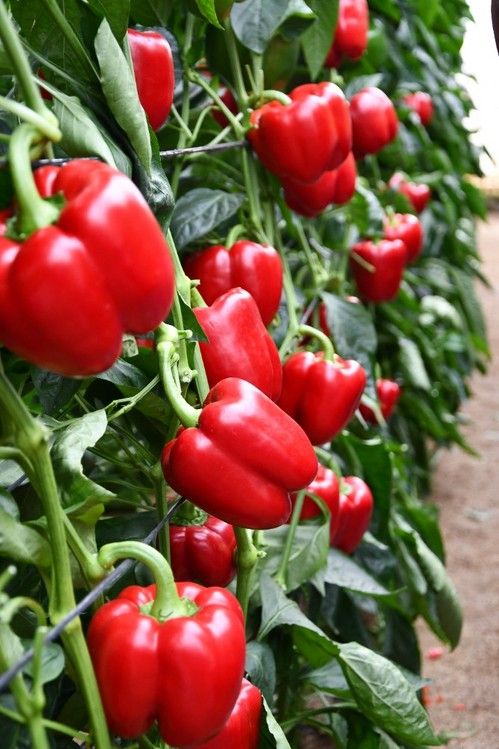 Excelente color de los frutos de Jason.
