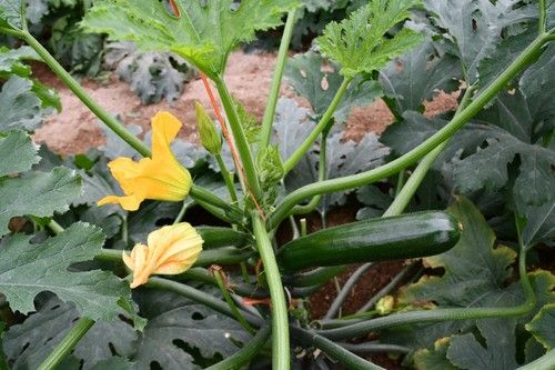 Planta abierta de Mandala
