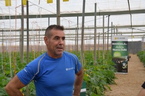 Agricultor satisfecho con esta nueva variedad.