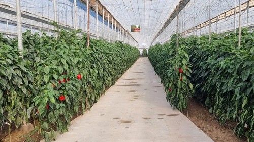 Krakos es una variedad para trasplantes de la primera quincena de julio.