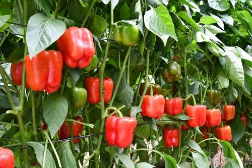 Hilarión está indicado para plantaciones de final de julio a mediados de agosto.