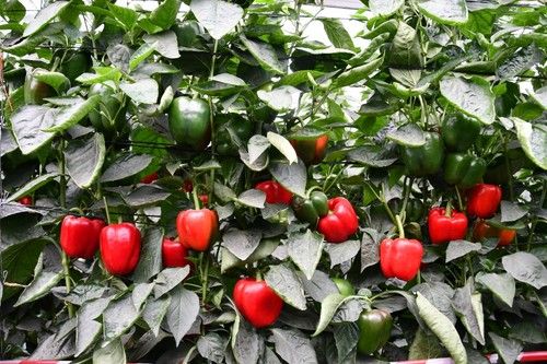Frutos de Voltio, novedad de Semillas Fitó