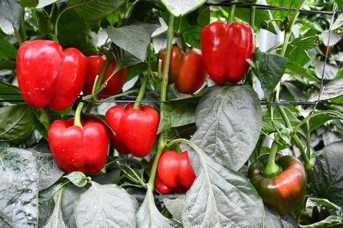 El fruto rojo brillante de Voltio