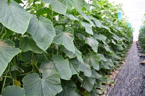Planta semi abierta de Siriana