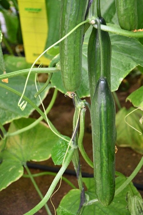 Fruto de Siriana