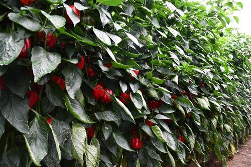 Producción de la variedad Masami