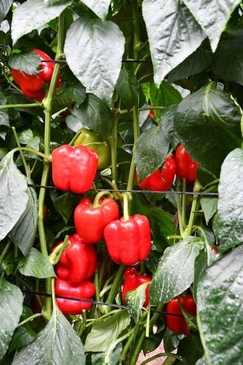 Akame, para plantaciones del 20 de julio al 5 de agosto.