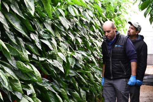 Observando las variedades de Syngenta para ciclo tardío.