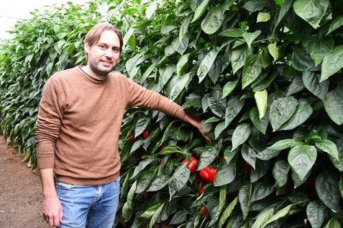 Alejandro Pascual, responsable de pimiento de Syngenta.