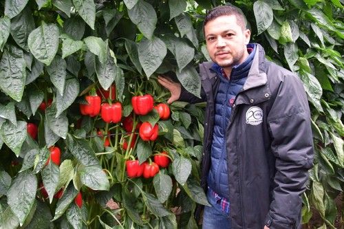 José Vázquez, técnico comercial de Syngenta, con la variedad Sensei.