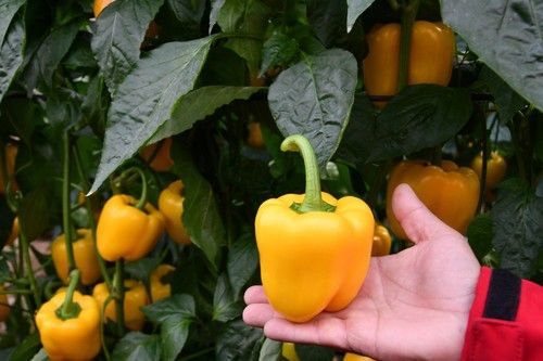 Salonikas tiene un color amarillo limón “muy bonito”