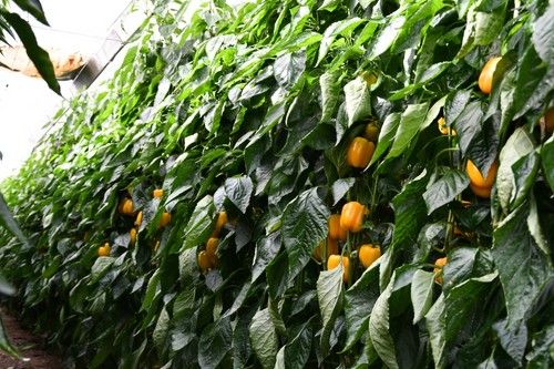 Salonikas tiene una planta abierta pero el fruto queda cubierto.