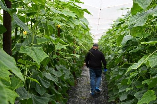 La sanidad del cultivo gustó a los asistentes.