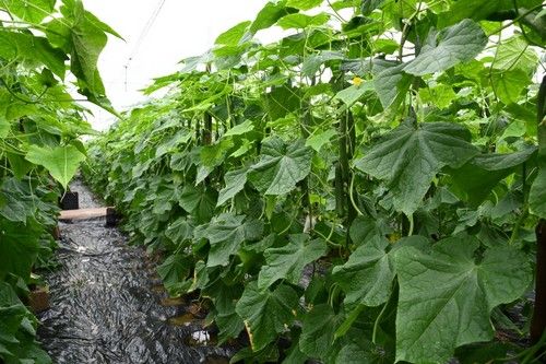 Tanker tiene un planta vigorosa