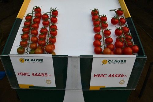 Las dos novedades de HM.CLAUSE que tienen resistencia al virus del rugoso del tomate.