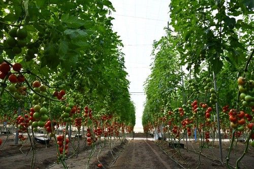 La finca vitrina de tomate de HM.CLAUSE está ubicada en La Cañada (Almería)