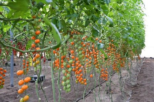 Investigación en naranja