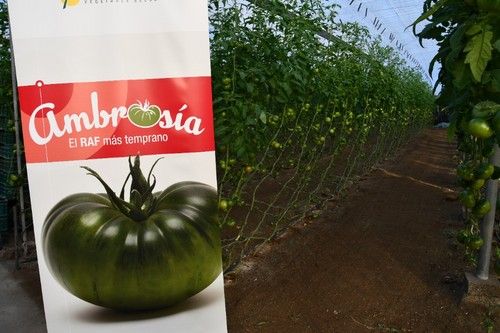 Ambrosía es para trasplantes de primeros de agosto al 30 de septiembre
