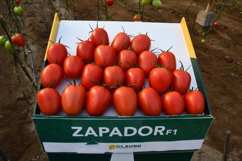 Zapador tiene una extraordinaria firmeza y vida útil