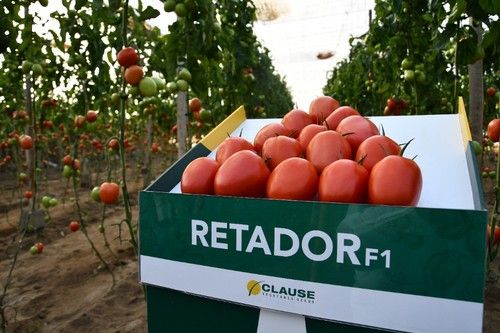 Retador es el pera tradicional para un mercado más exigente