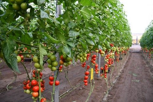 Góngora es un rama G con mucho éxito en el mercado
