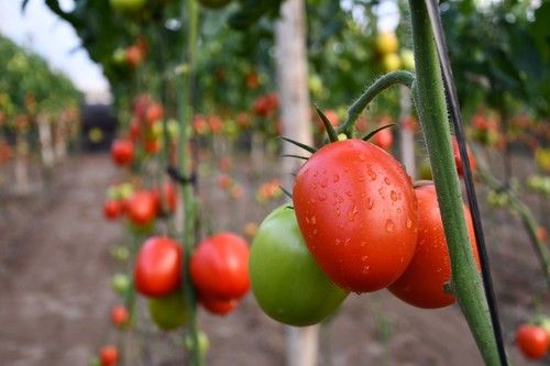 La variedad Sargento
