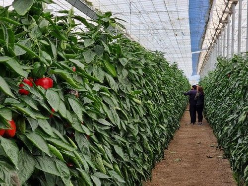 La alta resistencia a oídio es una baza muy valorada por el agricultor.