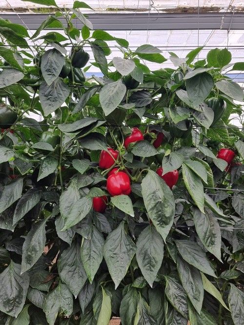 Tiene planta abierta, lo que permite ahorro de mano de obra.