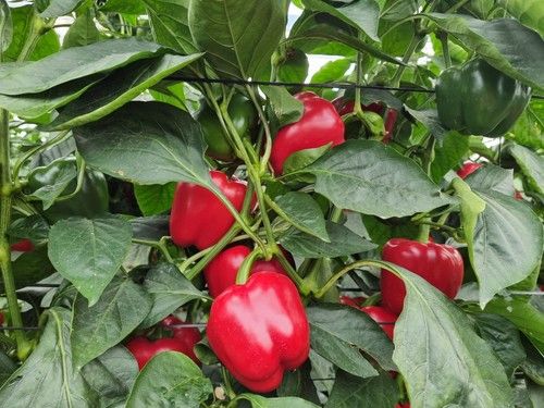 Krakos tiene un buen color tanto en rojo como en verde.