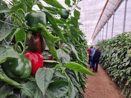 Krakos es una variedad para trasplantes de la primera quincena de julio.