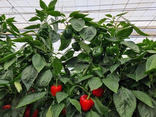 El rebrote de Krakos supone una 'producción extra'.