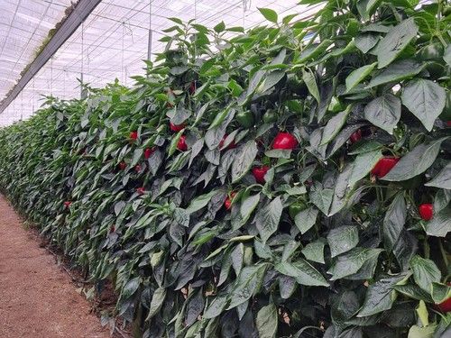 La finca mostrada ya ha cosechado 5 kilos por metro y se esperan otros tantos.