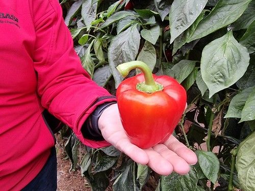 El calibre de Krakos es una de las cuestiones que más destacan los agricultores