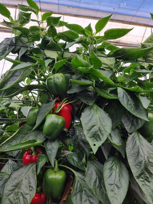 Más del 70% del fruto tiene calibre G.