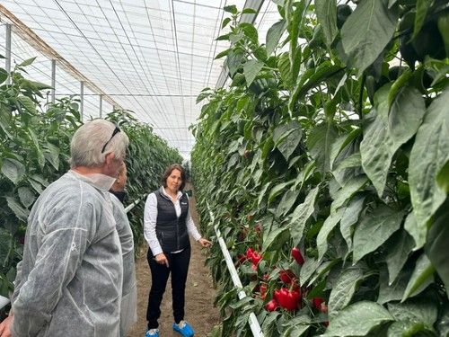 Ana Garcés, comercial de Hazera España, junto a dos agricultores interesados en las características de Tiguan.