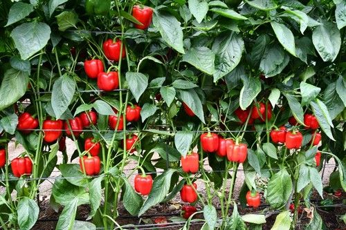 Arkos es una variedad muy competitiva en cuanto a calidad de fruto.