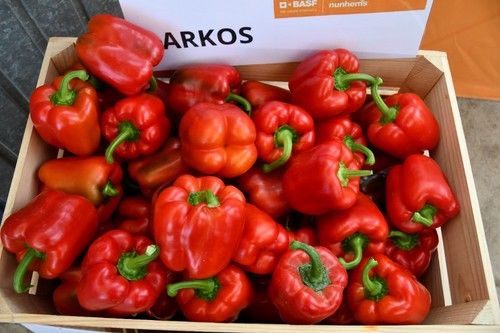 Se trata de una variedad para trasplantes del25 de julio al 5-10 de agosto.