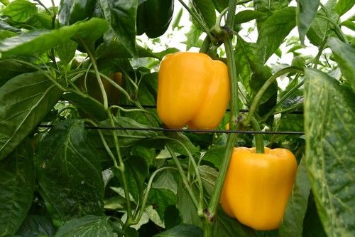 Saloniks es la apuesta de Nunhems de pimiento California amarillo en segmento tardío.