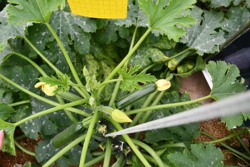 Planta abierta y con producción de Pietra F1.