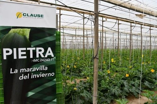 Pietra F1 ha sido la variedad protagonista en las jornadas del 16 de febrero.